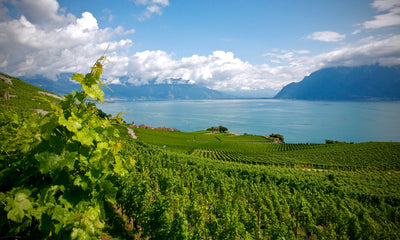 Switzerland: The El Dorado of Wine